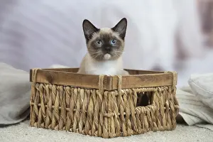 Snowshoe: Snowshoe Cat indoors