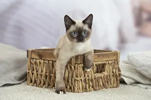 Snowshoe: Snowshoe Cat indoors