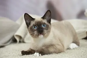 Snowshoe: Snowshoe Cat indoors