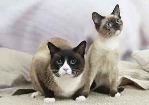 Snowshoe: Snowshoe Cat indoors