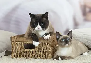 Snowshoe: Snowshoe Cat indoors