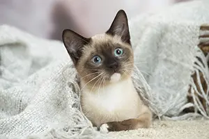 Snowshoe: Snowshoe Cat indoors