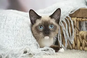 Snowshoe: Snowshoe Cat indoors