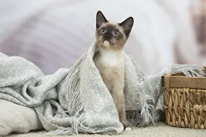 Snowshoe: Snowshoe Cat indoors