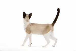 Snowshoes: Snowshoe Cat - sideview in studio