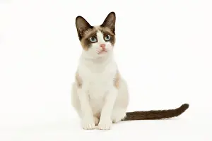 Snowshoes: Snowshoe Cat - sitting in studio