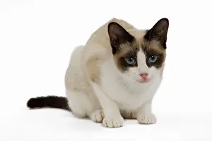 Snowshoes: Snowshoe Cat - in studio