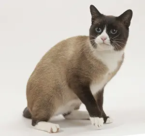 Snowshoe: Snowshoe Cat in the studio