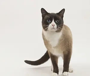Snowshoe: Snowshoe Cat in the studio