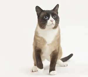 Snowshoe: Snowshoe Cat in the studio