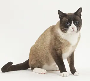 Snowshoe: Snowshoe Cat in the studio