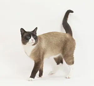 Snowshoe: Snowshoe Cat in the studio