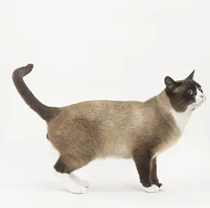 Snowshoe: Snowshoe Cat in the studio