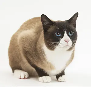Snowshoe: Snowshoe Cat in the studio