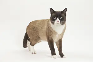 Snowshoe: Snowshoe Cat in the studio