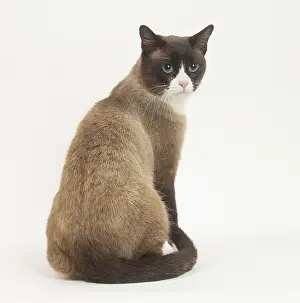 Snowshoe: Snowshoe Cat in the studio