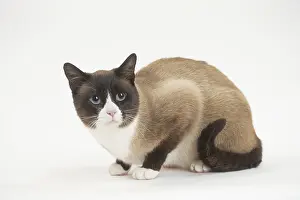 Snowshoe: Snowshoe Cat in the studio