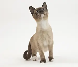 Snowshoe: Snowshoe Cat in the studio