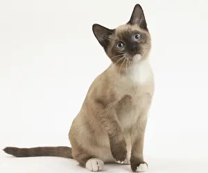 Snowshoe: Snowshoe Cat in the studio