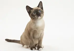 Snowshoe: Snowshoe Cat in the studio