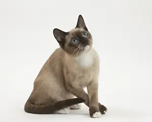 Snowshoe: Snowshoe Cat in the studio