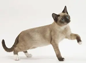 Lifting: Snowshoe Cat in the studio