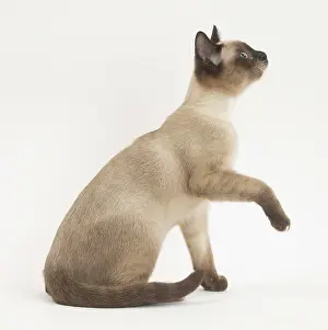 Lifting: Snowshoe Cat in the studio