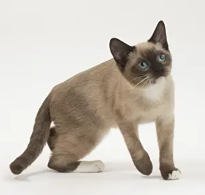 Lifting: Snowshoe Cat in the studio