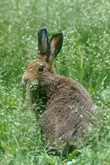 Varying: Snowshoe Hare / Varying Hare