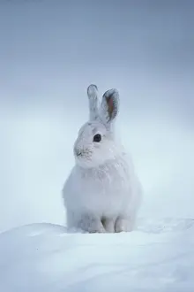 Varying: Snowshoe Hare or Varying Hare (Lepus americanus)