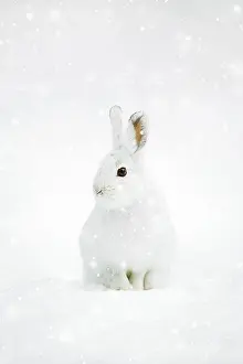 Varying: Snowshoe Hare or Varying Hare (Lepus americanus)