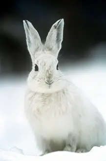 Hare: Snowshoe Hare / Varying Hare - in snow