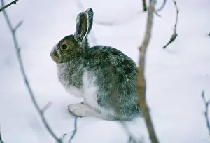 Pelage: Snowshoe Hare / Varying Hare - in snow changing pelage