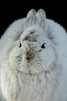 Martin Grosnick: Snowshoe Hare - winter coat turning brown, March