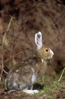 Varying: Snowshoe / Varying HARE