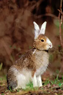 Changing: Snowshoe / Varying HARE - changing from winter