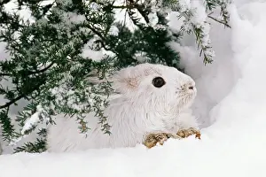 Varying: Snowshoe / Varying HARE - in snow