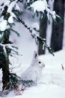 Varying: Snowshoe / Varying HARE - under tree, in snow