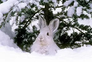 Varying: Snowshoe / Varying HARE - under tree, in snow