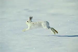 Varying: Snowshoe / Varying HARE - side view, running across