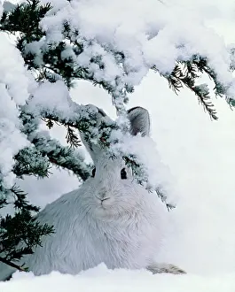 Varying: Snowshoe or Varying Hare - winter