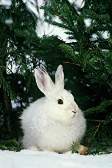 Varying: Snowshoe or varying Hare - winter