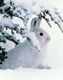 Hare: Snowshoe or Varying Hare - winter