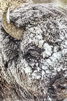 Yellowstone: Snowstorm within Yellowstone National Park
