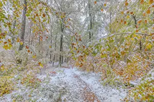 Schwaebische: Snowy autumn forest - colourful deciduous forest