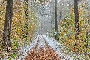 Dusting: Snowy autumn forest - forest road leading through