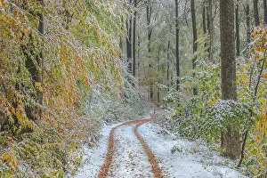 Dusting: Snowy autumn forest - forest road leading through