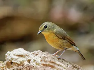 Vietnam: Snowy Browed Flycatcher female Ficedula hyperythra