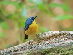 Vietnam: Snowy Browed Flycatcher Ficedula hyperythra Da Lat