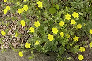 Potentilla: Snowy cinquefoil
